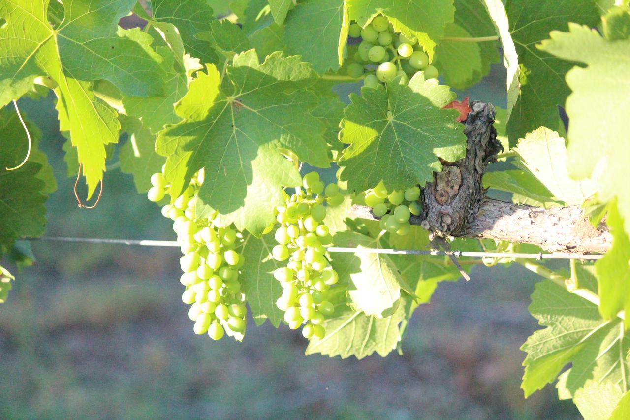 The Carriages Boutique Hotel And Vineyard Pokolbin Εξωτερικό φωτογραφία